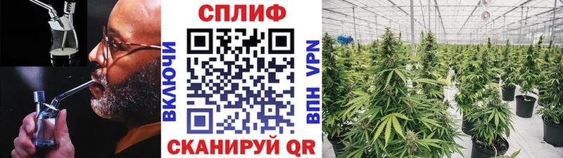 Канабис планчик закладка Ивантеевка